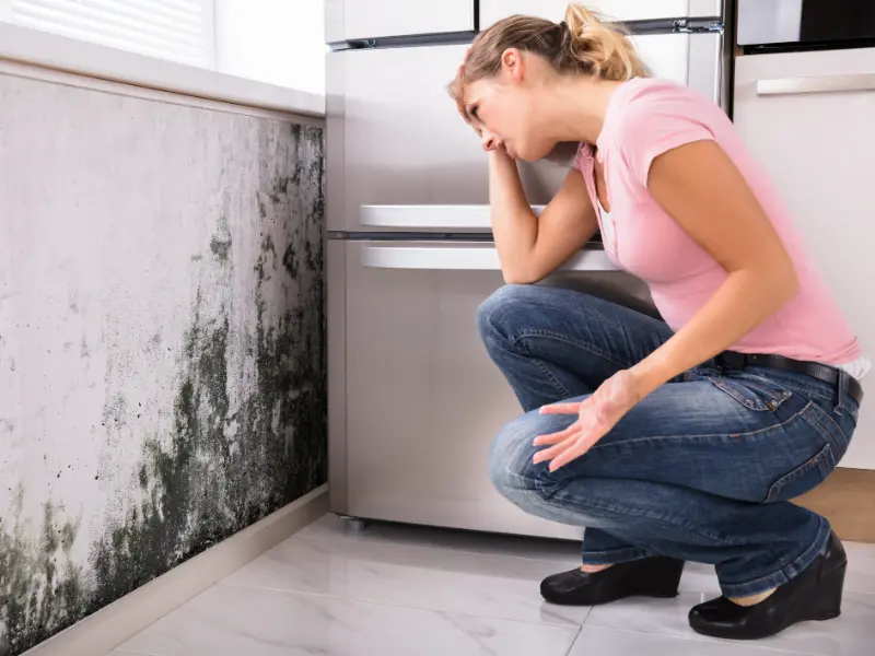 mold remediation services
